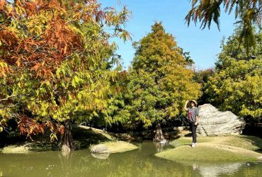 雲林虎尾 | 青埔落羽松秘境 平日限定 私人後院免費拍 水池倒影超好拍