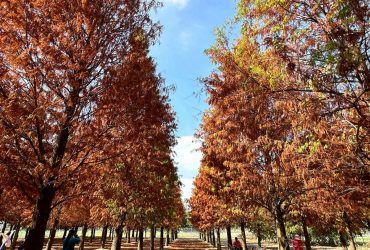 雲林虎尾 | 富士春落羽松-堀頭28秘境 梅花鹿/白雪木