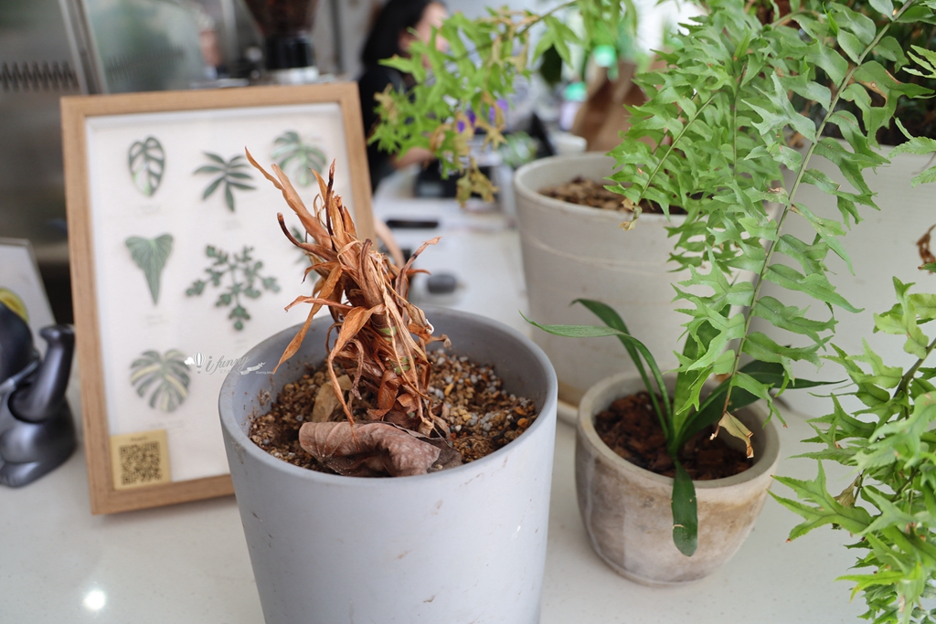 市政府站 | 午葉信義 LEAVES Cafe 市區裡的綠洲 植栽網美早午餐 - ifunny 市政府站 | 午葉信義 LEAVES Cafe 市區裡的綠洲 植栽網美早午餐 - ifunny