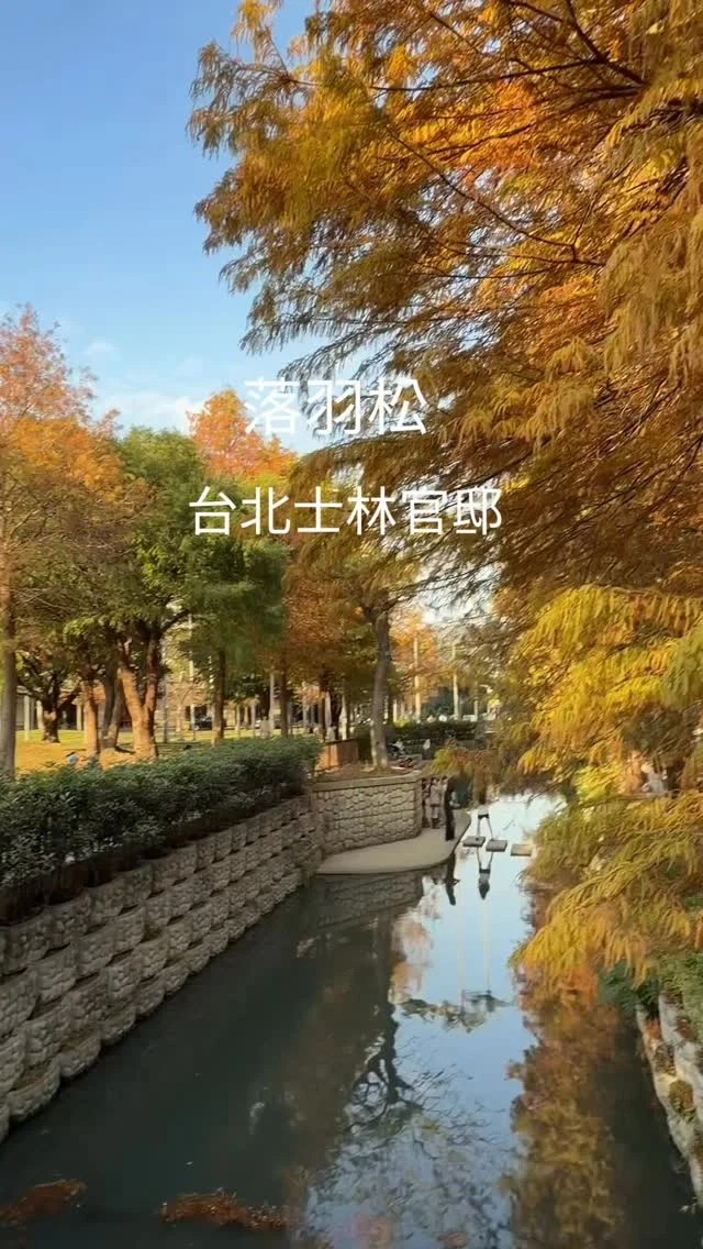 台北落羽松景點推薦，由捷運士林站2號出口近，步行5分鐘抵達，

📍士林官邸落羽松
🚆捷運士林站1號出口
🏡台北市士林區中山北路五段460巷4號
📍08:00-20:00。
 #士林官邸  #士林景點 #落羽松 #台北落羽松 #台北旅行